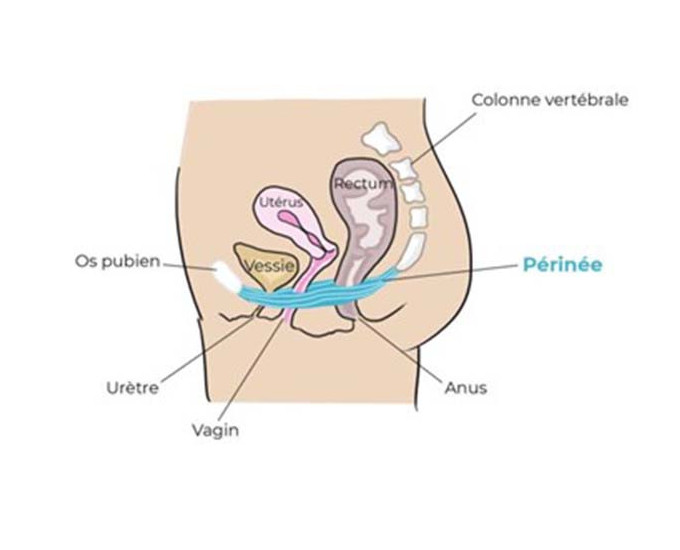 Rééducation du périnée : Pourquoi et comment ?